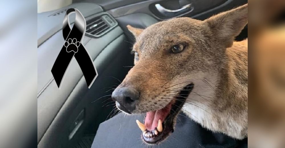 Muere el coyote que se hizo viral tras ser rescatado por una joven que lo confundió con un perro Muere el coyote que se hizo viral tras ser rescatado por una joven que lo confundió con un perro