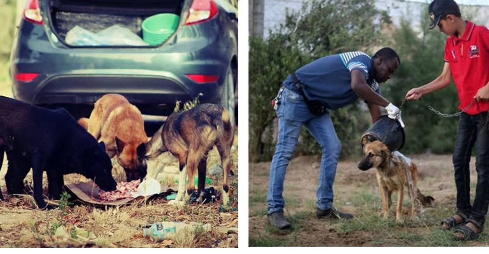 Arriesga todo en plena guerra y dedica su vida entera rescatando a perritos que todos rechazan Arriesga todo en plena guerra y dedica su vida entera rescatando a perritos que todos rechazan