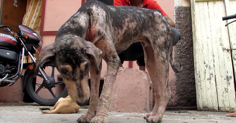 Perro que sufría con su piel cayéndose a trozos en un callejón escondido, ahora salta de alegría