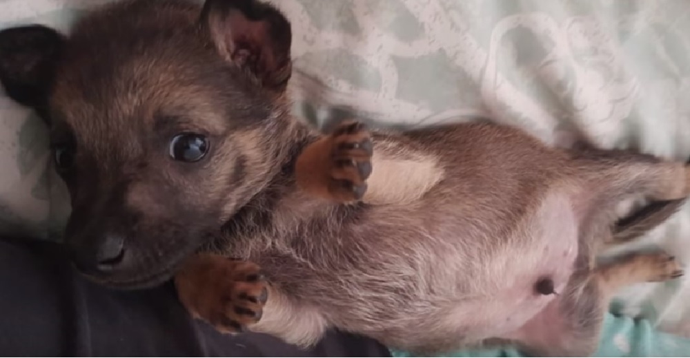 Un cachorro de la calle es rodeado repentinamente por niños que solamente pretendían herirlo