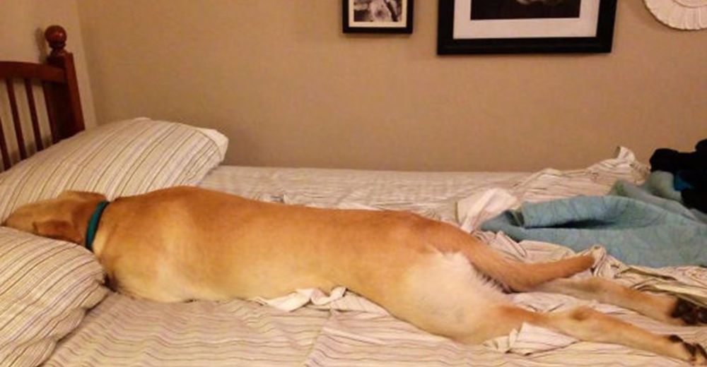 Estos perritos enfrentarán la ley por robar el lugar de sus dueños en la cama y en sus corazones Estos perritos enfrentarán la ley por robar el lugar de sus dueños en la cama y en sus corazones