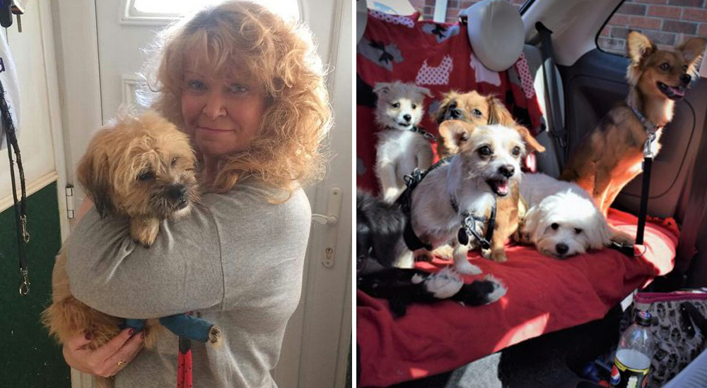 Rescatista «milagro» vive con 27 perritos discapacitados y logran lo imposible gracias a su amor Rescatista «milagro» vive con 27 perritos discapacitados y logran lo imposible gracias a su amor