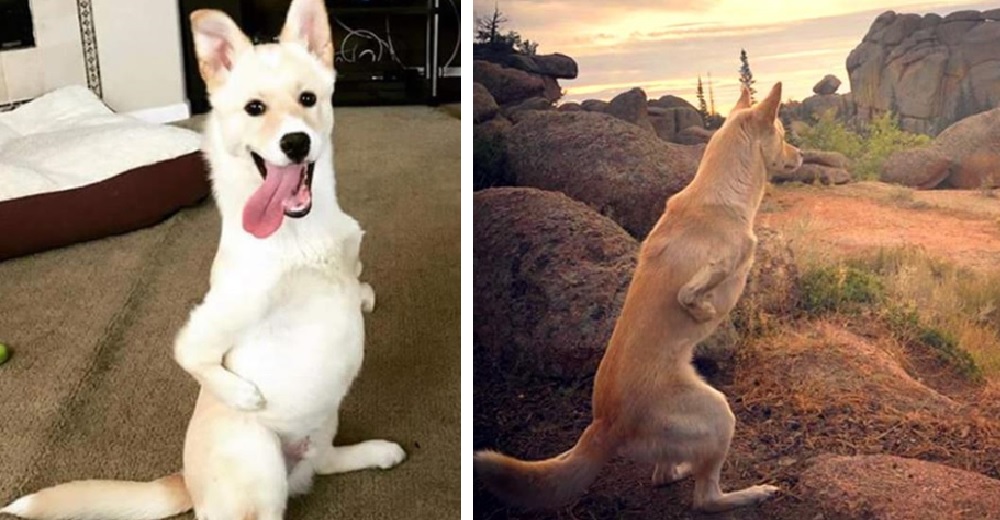 Un perrito “canguro” es desechado por sus antiguos dueños pero desafía todas las probabilidades Un perrito “canguro” es desechado por sus antiguos dueños pero desafía todas las probabilidades