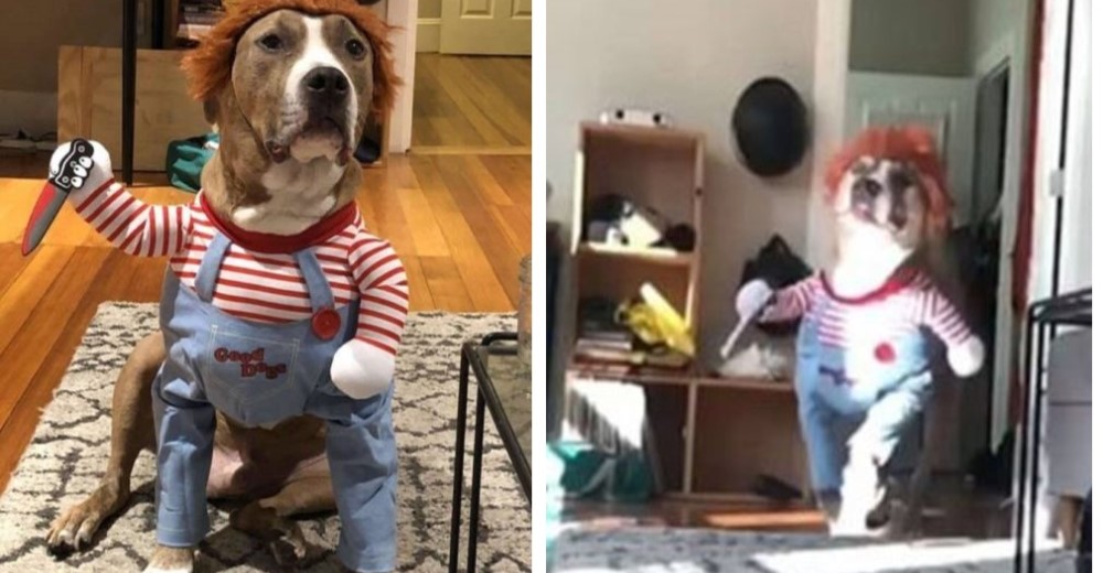 El disfraz de Halloween de este perrito causa controversia entre los amantes de los animales El disfraz de Halloween de este perrito causa controversia entre los amantes de los animales