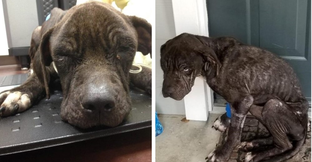 Una perrita rescatada le salva la vida a un cachorro que llegó sin esperanzas de sobrevivir