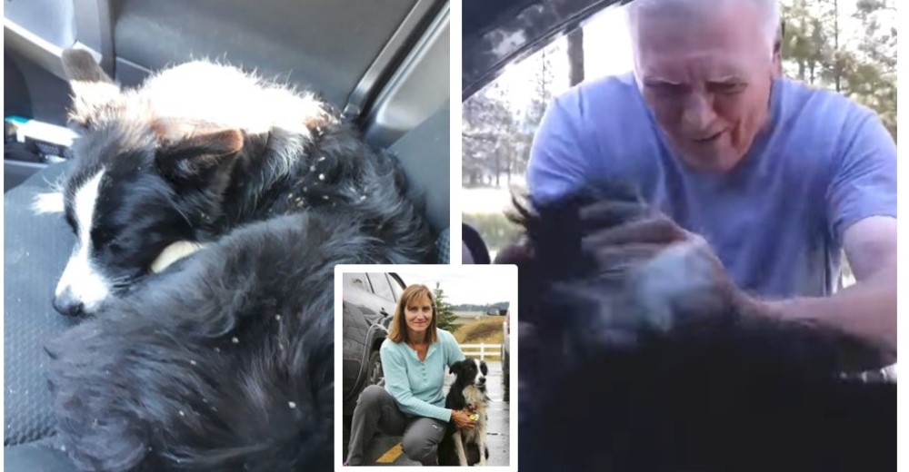 Tras dejar su trabajo para buscar a su perrita desaparecida protagoniza un emotivo encuentro Tras dejar su trabajo para buscar a su perrita desaparecida protagoniza un emotivo encuentro