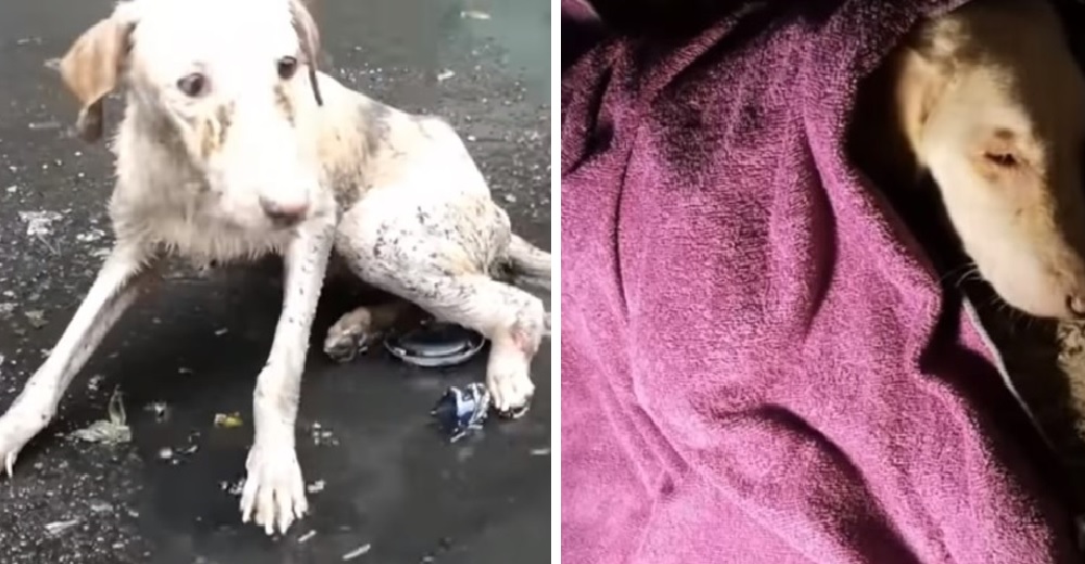 Herida y atrapada en un charco, una dulce perrita lloraba pidiendo ayuda una y otra vez Herida y atrapada en un charco, una dulce perrita lloraba pidiendo ayuda una y otra vez
