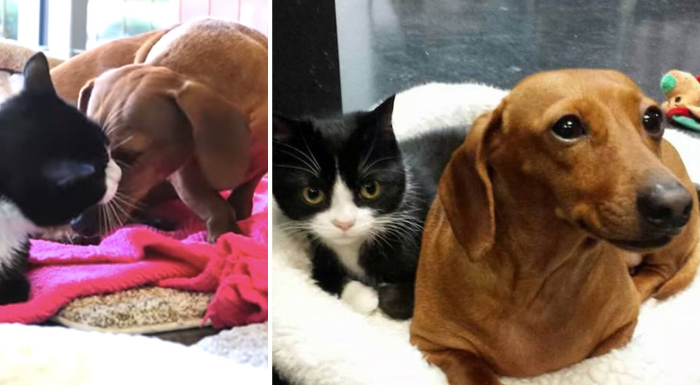 Amorosa salchicha no se aparta de su amiga paralizada después de que a las dos las abandonaron Amorosa salchicha no se aparta de su amiga paralizada después de que a las dos las abandonaron
