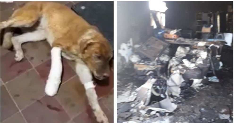 «Le debemos la vida» – Su perrito les salva la vida cuando su casa era consumida por las llamas «Le debemos la vida» – Su perrito les salva la vida cuando su casa era consumida por las llamas
