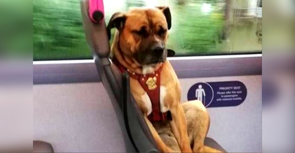 Encuentran a un triste perrito viajando completamente solo en un autobús