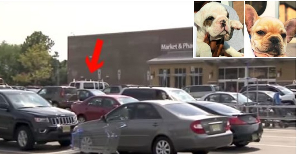 Un hombre intuye el terrible destino de 26 perritos encerrados en un auto caliente e interviene Un hombre intuye el terrible destino de 26 perritos encerrados en un auto caliente e interviene