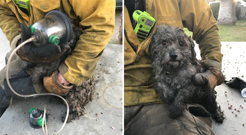 Bomberos descubren un perrito caniche rezagado en un incendio, lo trataron como una víctima más Bomberos descubren un perrito caniche rezagado en un incendio, lo trataron como una víctima más