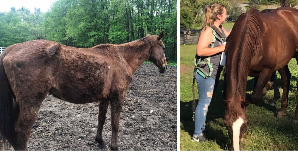 Tres caballos maltratados no pueden contener la emoción de correr libres tras ser rescatados Tres caballos maltratados no pueden contener la emoción de correr libres tras ser rescatados