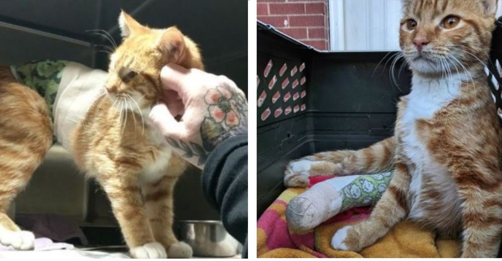 Mujer enferma llega a tiempo a un refugio para salvar a un gatito atigrado de un cruel destino Mujer enferma llega a tiempo a un refugio para salvar a un gatito atigrado de un cruel destino