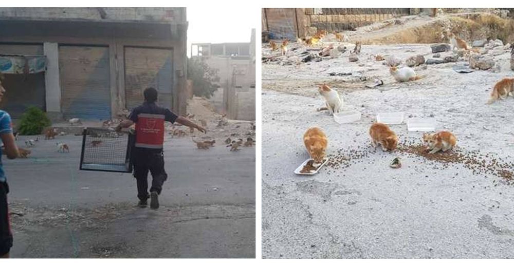 Se dedica a rescatar a los gatos que sobreviven abandonados en una zona de guerra Se dedica a rescatar a los gatos que sobreviven abandonados en una zona de guerra