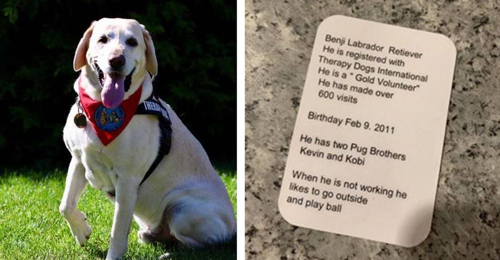El dulce mensaje en la tarjeta de presentación de un perrito es la mejor cura para los pacientes El dulce mensaje en la tarjeta de presentación de un perrito es la mejor cura para los pacientes