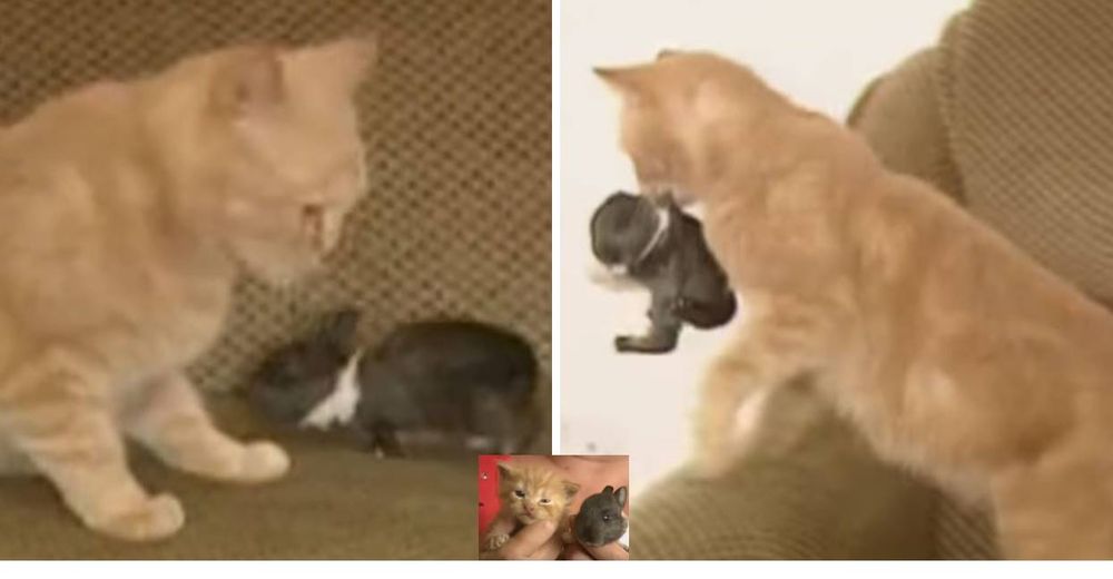 Amorosa mamá gata “adopta” a un diminuto conejito huérfano y lo incluye dentro de su camada Amorosa mamá gata “adopta” a un diminuto conejito huérfano y lo incluye dentro de su camada