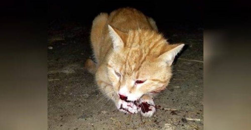 Atropellan a un gatito y lo dejan tirado al costado de la carretera a pesar de su dolor y agonía Atropellan a un gatito y lo dejan tirado al costado de la carretera a pesar de su dolor y agonía