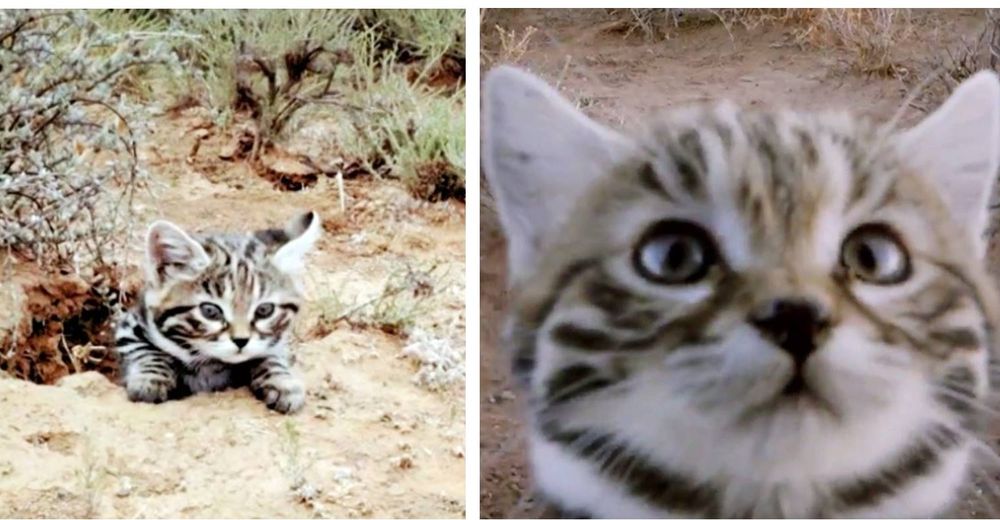 Gatito de carita adorable y pequeño tamaño tiene a todos engañados: es el más letal del mundo Gatito de carita adorable y pequeño tamaño tiene a todos engañados: es el más letal del mundo