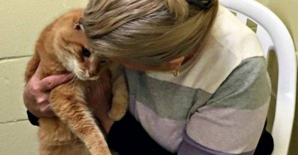 Gatito queda muy triste cuando lo adoptan sin su amigo–Su dueña no pudo soportar su corazón roto Gatito queda muy triste cuando lo adoptan sin su amigo–Su dueña no pudo soportar su corazón roto