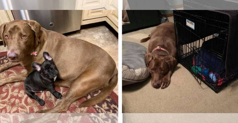 Hannah se queda dormida de tanto llorar después de que su mejor amigo tuvo que ir al veterinario Hannah se queda dormida de tanto llorar después de que su mejor amigo tuvo que ir al veterinario