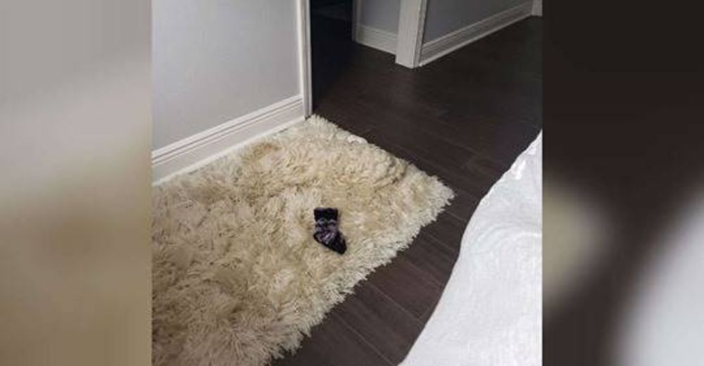 Perrito bichón maltés ama esconderse y halla el mejor lugar para dormir sin que nadie lo moleste Perrito bichón maltés ama esconderse y halla el mejor lugar para dormir sin que nadie lo moleste
