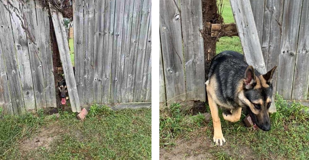 Perseverante perrito logra cruzar la cerca para finalmente conocer a su vecino de al lado Perseverante perrito logra cruzar la cerca para finalmente conocer a su vecino de al lado