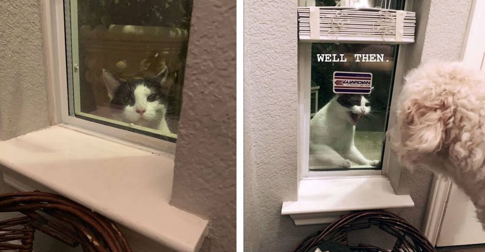 Adorable gato escapa de casa para «acosar» tiernamente a una pareja Adorable gato escapa de casa para «acosar» tiernamente a una pareja