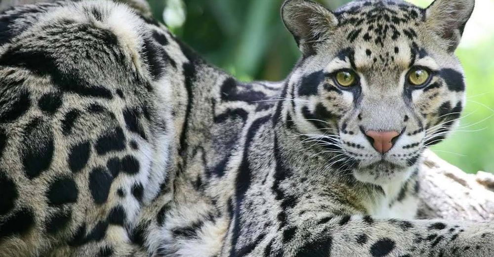 Tras declararlo supuestamente extinto, logran ver a un ejemplar de leopardo nublado en 30 años Tras declararlo supuestamente extinto, logran ver a un ejemplar de leopardo nublado en 30 años