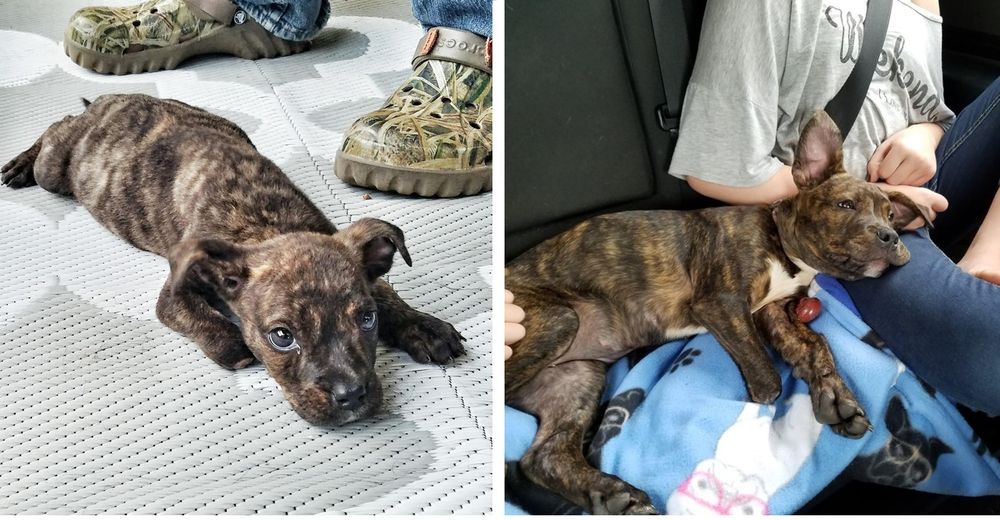Abandonan a una perrita enferma junto a sus hermanos y los rechazaron “por ser pitbulls” Abandonan a una perrita enferma junto a sus hermanos y los rechazaron “por ser pitbulls”