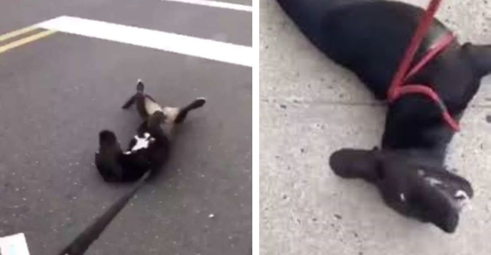 Perrito protesta dramáticamente cuando se acaba el paseo y debe regresar a casa Perrito protesta dramáticamente cuando se acaba el paseo y debe regresar a casa