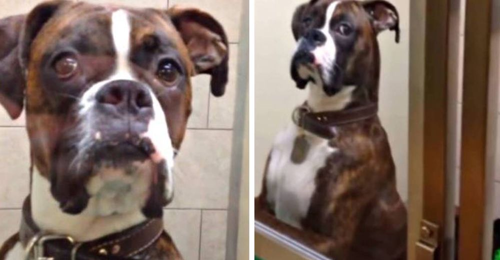 Un perrito espera con la peor de las miradas a su dueño al recogerlo después de sus vacaciones Un perrito espera con la peor de las miradas a su dueño al recogerlo después de sus vacaciones