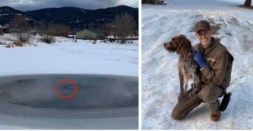 Repartidor de correo salta a un lago congelado para salvar a un perrito a punto de morir Repartidor de correo salta a un lago congelado para salvar a un perrito a punto de morir