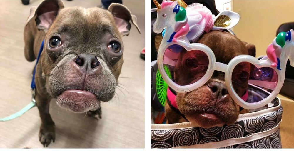 Perrito con extraña condición no puede dejar de robarse las miradas cada vez que sale de paseo Perrito con extraña condición no puede dejar de robarse las miradas cada vez que sale de paseo