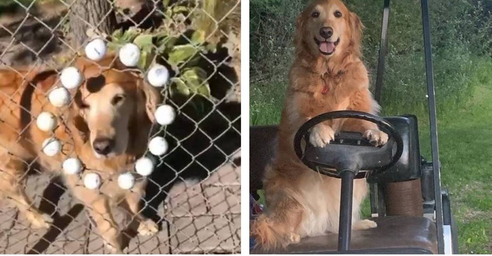 Perrito que vive cerca del campo de golf disfruta de rescatar pelotas y hacérselo saber a todos Perrito que vive cerca del campo de golf disfruta de rescatar pelotas y hacérselo saber a todos