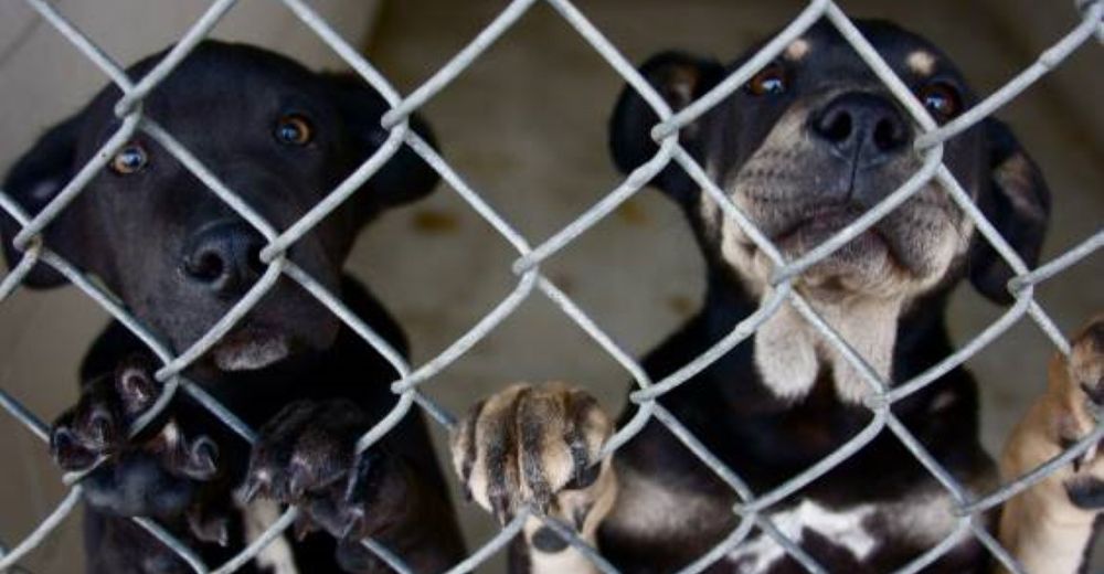El triste desenlace para los perros negros de los refugios por una absurda creencia El triste desenlace para los perros negros de los refugios por una absurda creencia