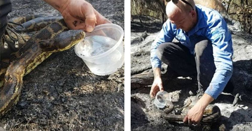 Un alma bondadosa tiene el gesto de su vida con una pitón sedienta que escapaba del fuego