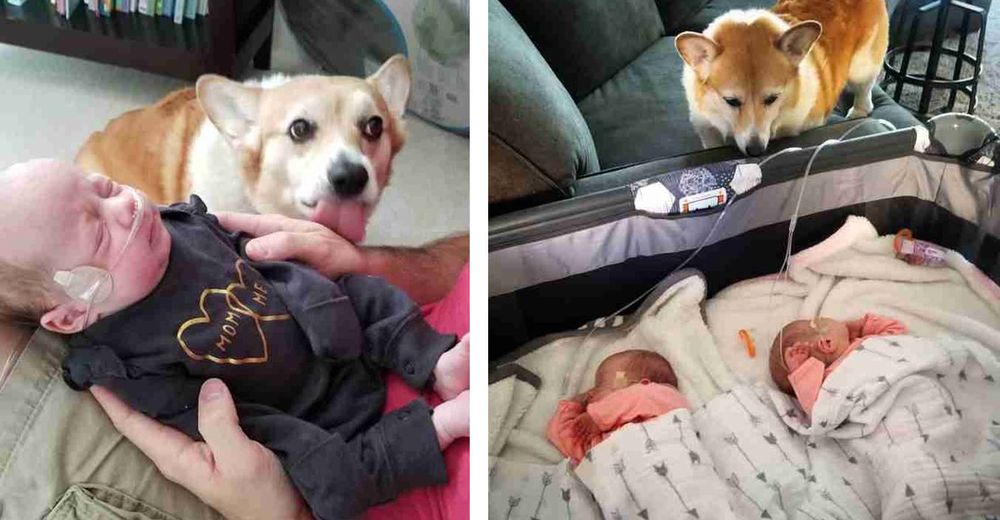 Perrito corgi reacciona ante la llegada de sus nuevas hermanitas gemelas al hogar Perrito corgi reacciona ante la llegada de sus nuevas hermanitas gemelas al hogar