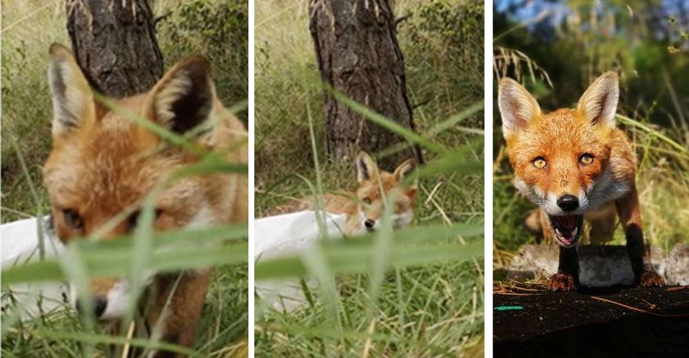Un zorro encuentra un teléfono que lo grababa en secreto y se venga de la manera más tierna Un zorro encuentra un teléfono que lo grababa en secreto y se venga de la manera más tierna