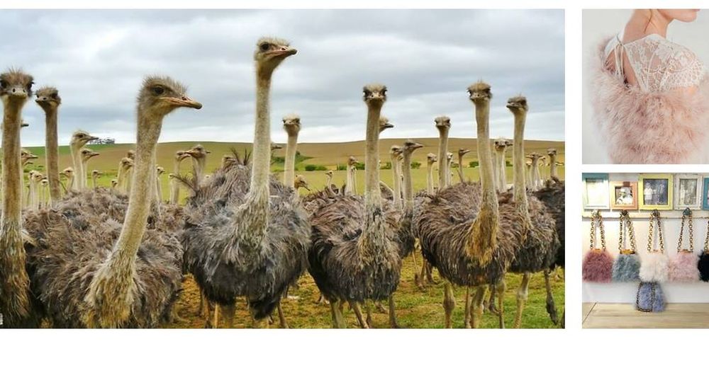 La capital mundial del asesinato de avestruces suministra pieles y plumas a marcas de lujo