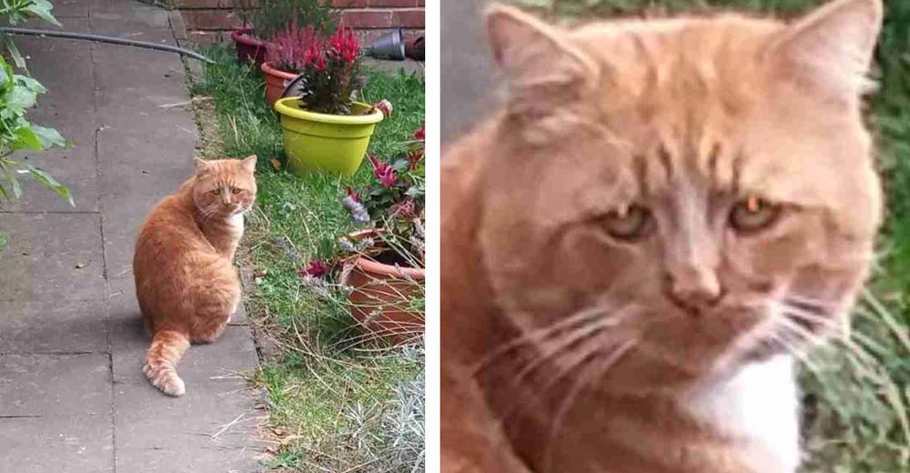 Una mujer que sale a pasear se encuentra con el gato más triste del mundo Una mujer que sale a pasear se encuentra con el gato más triste del mundo