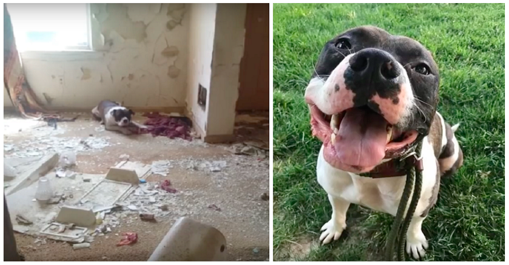 Rescatan a una familia de perritos olvidados en una casa sucia que se derrumbaba a su alrededor Rescatan a una familia de perritos olvidados en una casa sucia que se derrumbaba a su alrededor