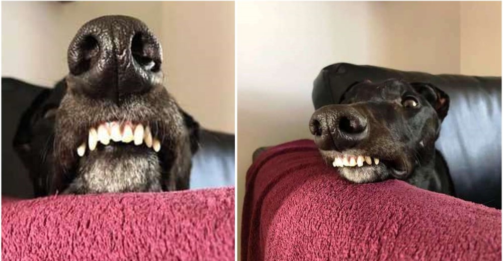 Joe, el galgo negro con el más duro pasado para el que siempre hay un buen motivo para sonreír Joe, el galgo negro con el más duro pasado para el que siempre hay un buen motivo para sonreír