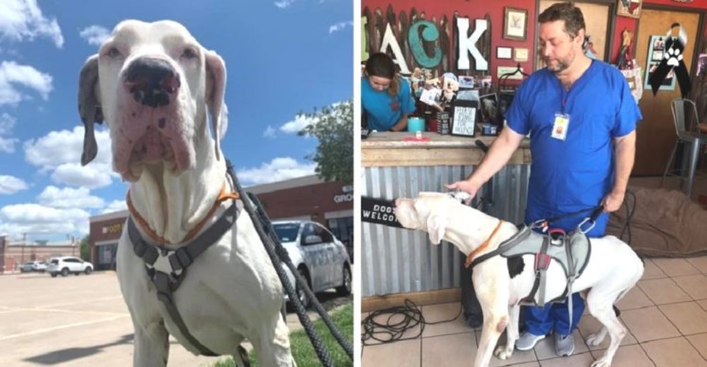 Se despide de su amado perro tras haberlo perdido todo, incluso su casa, intentando salvarlo