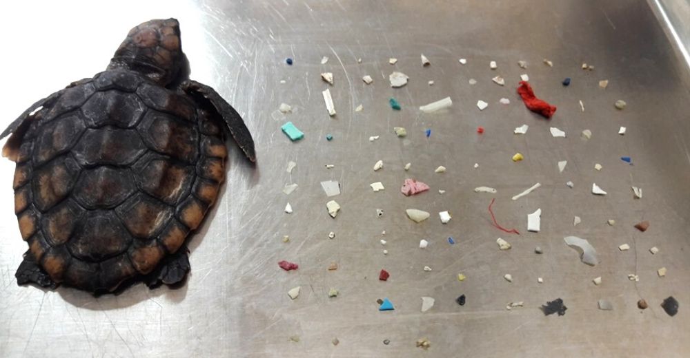 Hallan 104 piezas de plástico en el interior de una diminuta tortuga bebé de dos meses