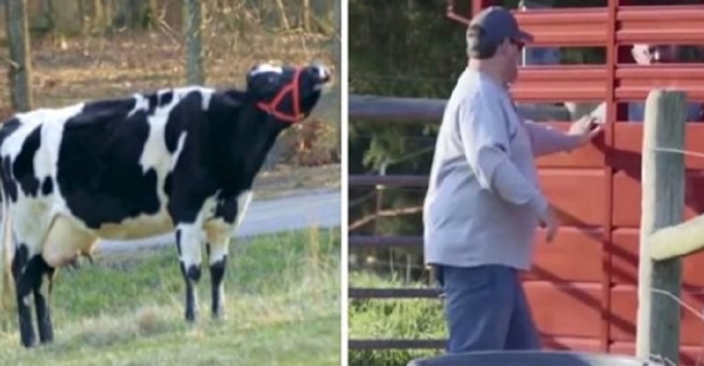 Una vaca rescatada no parará de llorar hasta que aparezca el granjero y abra su tráiler Una vaca rescatada no parará de llorar hasta que aparezca el granjero y abra su tráiler