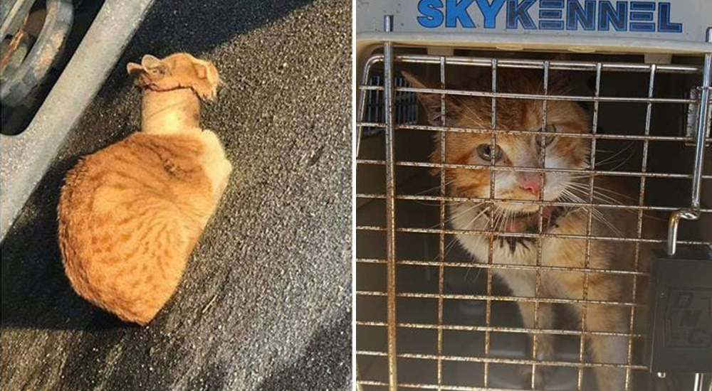 Logran rescatar al gato que sobrevivía adolorido con un cilindro de cartón atorado en su cuello Logran rescatar al gato que sobrevivía adolorido con un cilindro de cartón atorado en su cuello