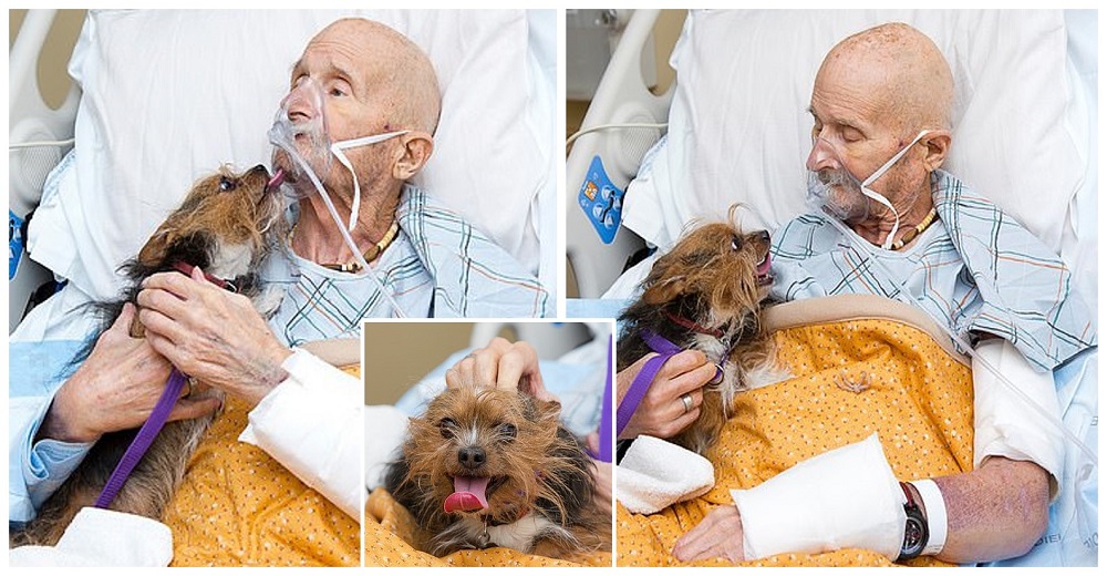 Obligan a un moribundo a despedirse de su amado perro pero en su último aliento cumplen su deseo Obligan a un moribundo a despedirse de su amado perro pero en su último aliento cumplen su deseo