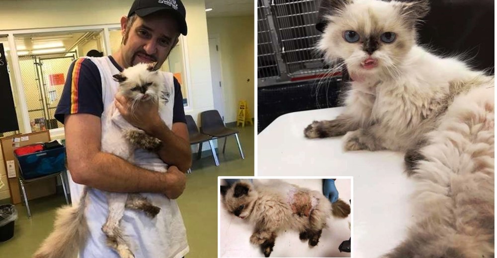 No puede creer que después de tres años esté abrazando a su gata desaparecida misteriosamente No puede creer que después de tres años esté abrazando a su gata desaparecida misteriosamente