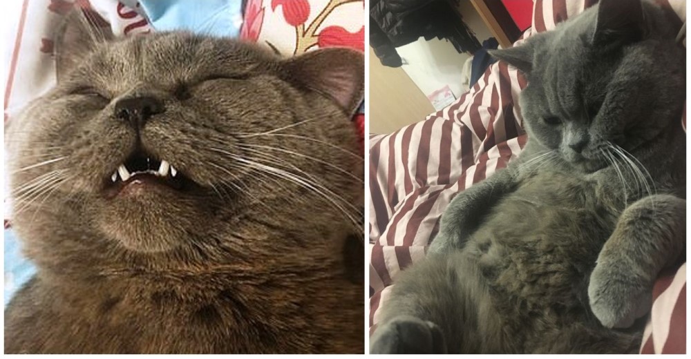 Gato agotado necesita goteo de glucosa tras aparearse con al menos cinco gatas en una sola noche Gato agotado necesita goteo de glucosa tras aparearse con al menos cinco gatas en una sola noche